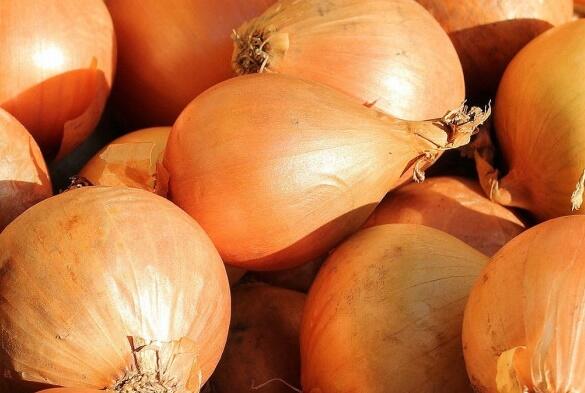 Cibule šalotka, červená 'Red Sun' - Allium cepa 'Red Sun'