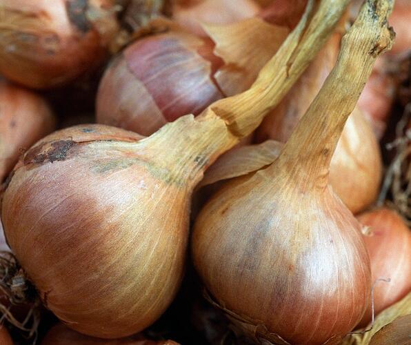 Cibule šalotka 'Mikor' - Allium cepa 'Mikor'