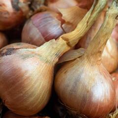 Cibule šalotka 'Mikor' - Allium cepa 'Mikor'