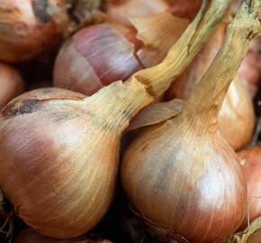 Cibule šalotka 'Mikor' - Allium cepa 'Mikor'