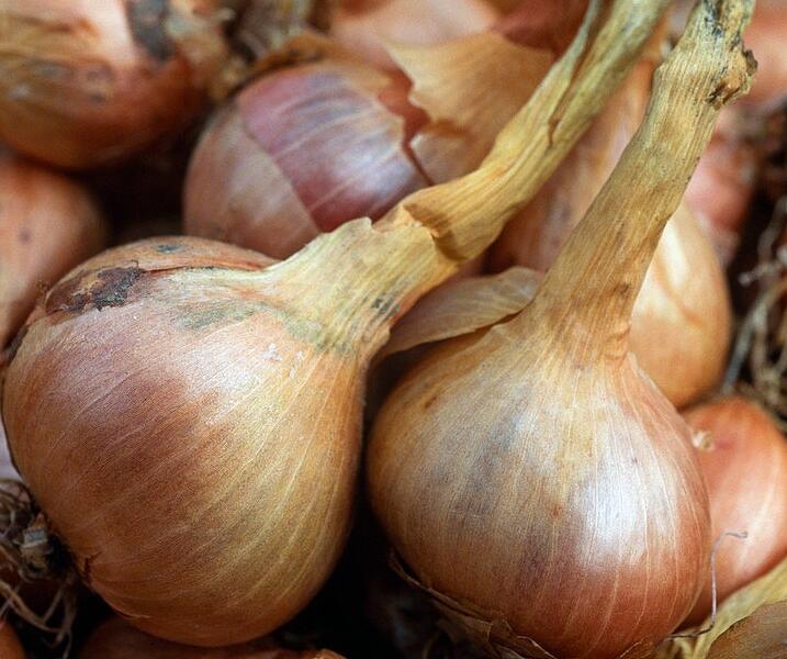 Cibule šalotka, žlutá 'Mikor' - Allium cepa 'Mikor'