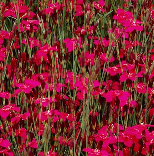 Hvozdík kropenatý 'Confetti Deep Red' - Dianthus deltoides 'Confetti Deep Red'