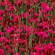 Hvozdík kropenatý 'Confetti Deep Red' - Dianthus deltoides 'Confetti Deep Red'