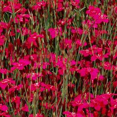 Hvozdík kropenatý 'Confetti Deep Red' - Dianthus deltoides 'Confetti Deep Red'