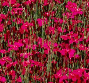 Hvozdík kropenatý 'Confetti Deep Red' - Dianthus deltoides 'Confetti Deep Red'