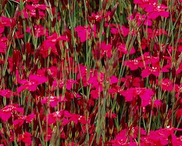 Hvozdík kropenatý 'Confetti Deep Red'