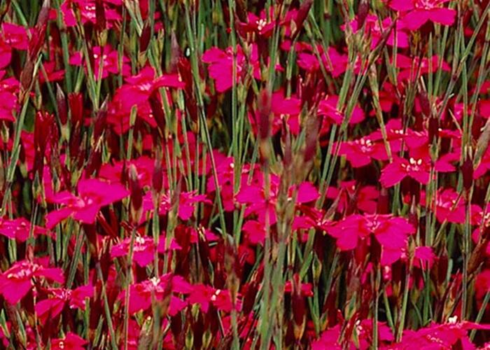 Hvozdík kropenatý 'Confetti Deep Red' - Dianthus deltoides 'Confetti Deep Red'