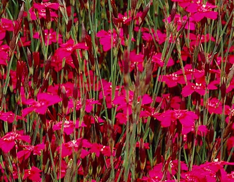 Hvozdík kropenatý 'Confetti Deep Red' - Dianthus deltoides 'Confetti Deep Red'