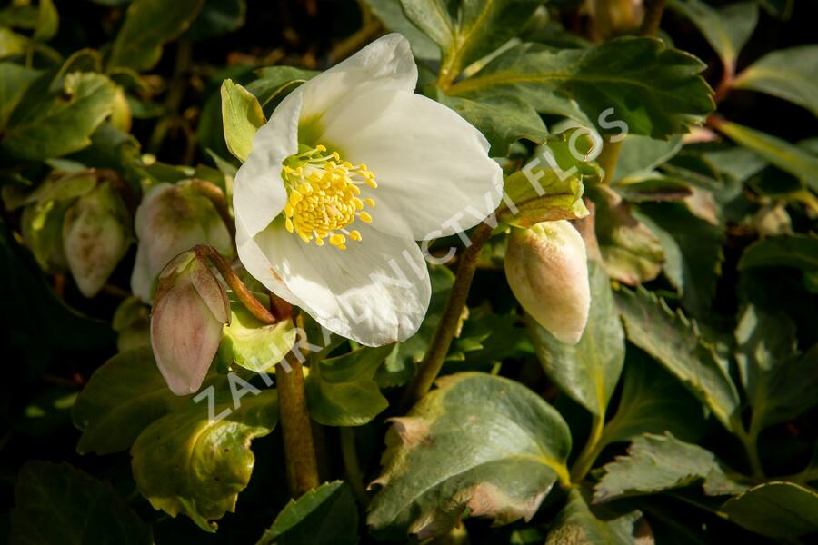 Čemeřice černá - Helleborus niger