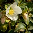 Čemeřice černá - Helleborus niger