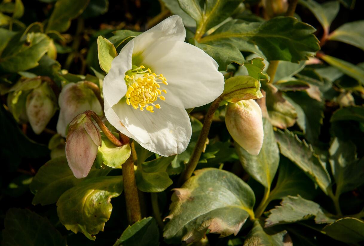Čemeřice černá - Helleborus niger