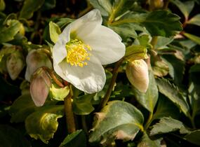 Čemeřice černá - Helleborus niger