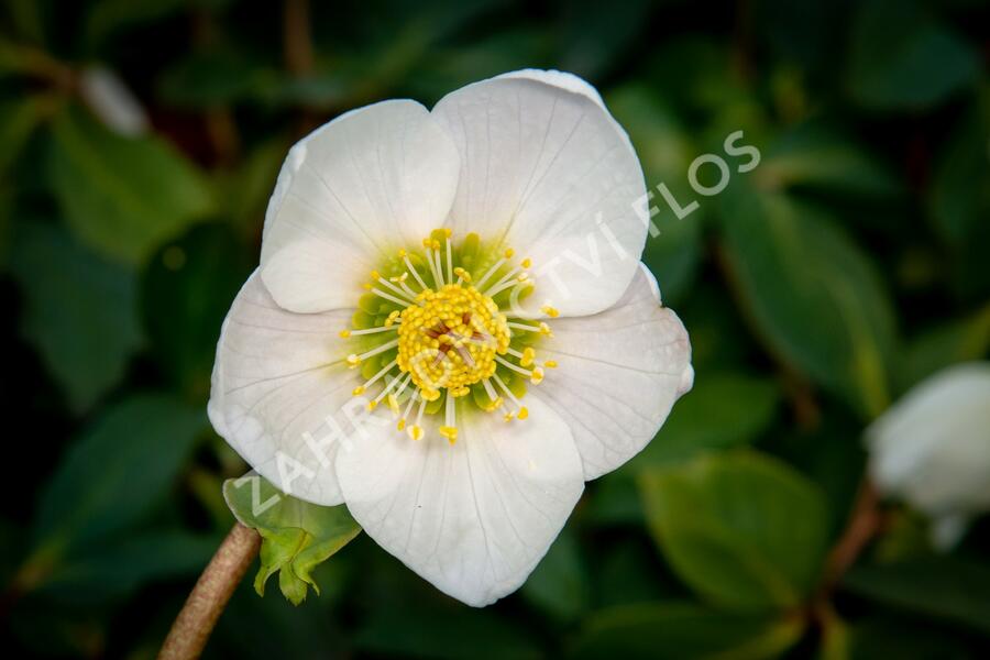 Čemeřice černá - Helleborus niger