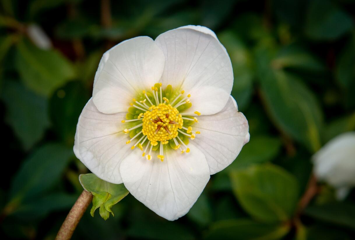 Čemeřice černá - Helleborus niger