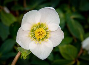Čemeřice černá - Helleborus niger