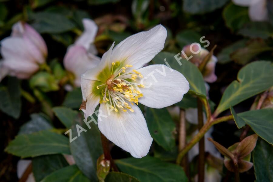 Čemeřice černá - Helleborus niger