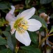 Čemeřice černá - Helleborus niger