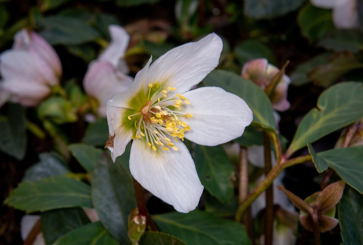 Čemeřice černá - Helleborus niger