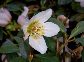 Čemeřice černá - Helleborus niger