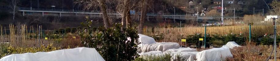 ty citlivější chráníme před nočními mrazíky