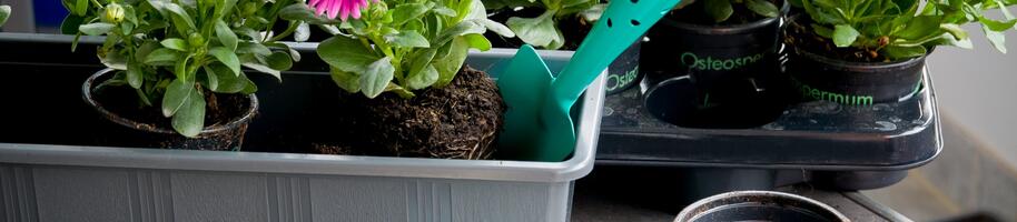 gazánie mix příprava před výsadbou