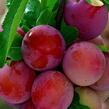 Slivoň 'Kuban Komet' - Prunus hybrid 'Kuban Komet'