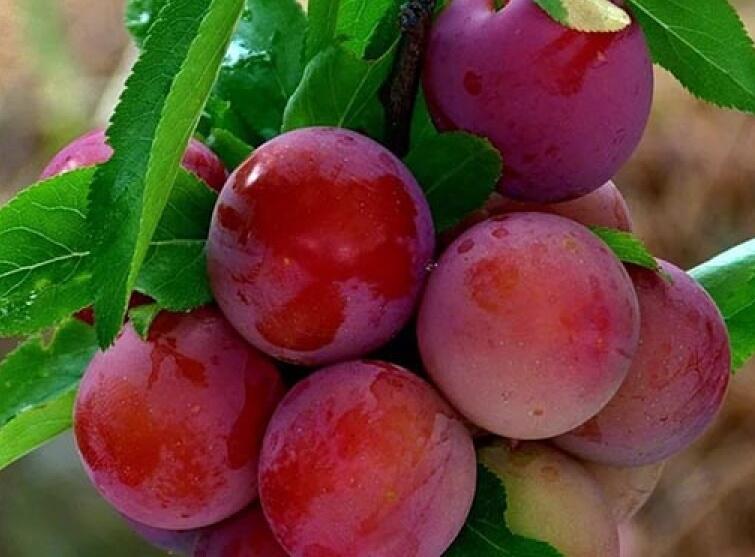 Švestka pozdně raná 'Kuban Komet' - Prunus hybrid 'Kuban Komet'