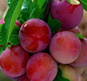 Slivoň 'Kuban Komet' - Prunus hybrid 'Kuban Komet'