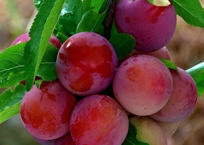 Slivoň 'Kuban Komet' - Prunus hybrid 'Kuban Komet'