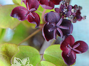 Akébie trojčetná - Akebia trifoliata