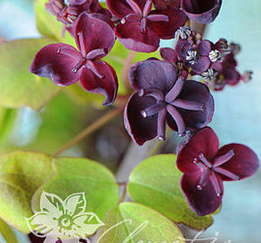 Akébie trojčetná - Akebia trifoliata