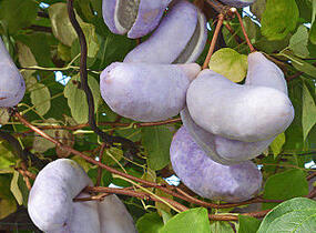 Akébie trojčetná - Akebia trifoliata