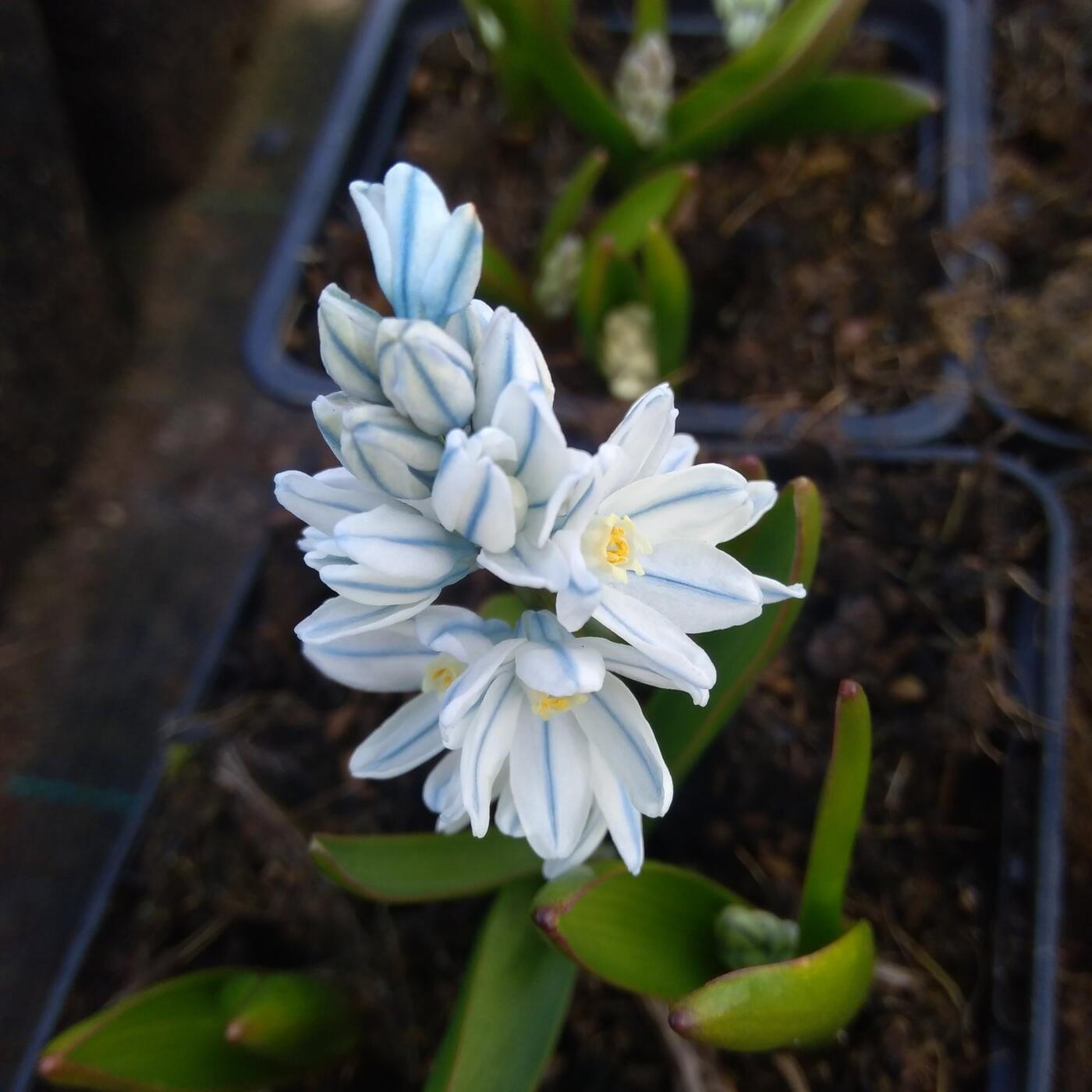 Puschkinia scilloides var libanotica