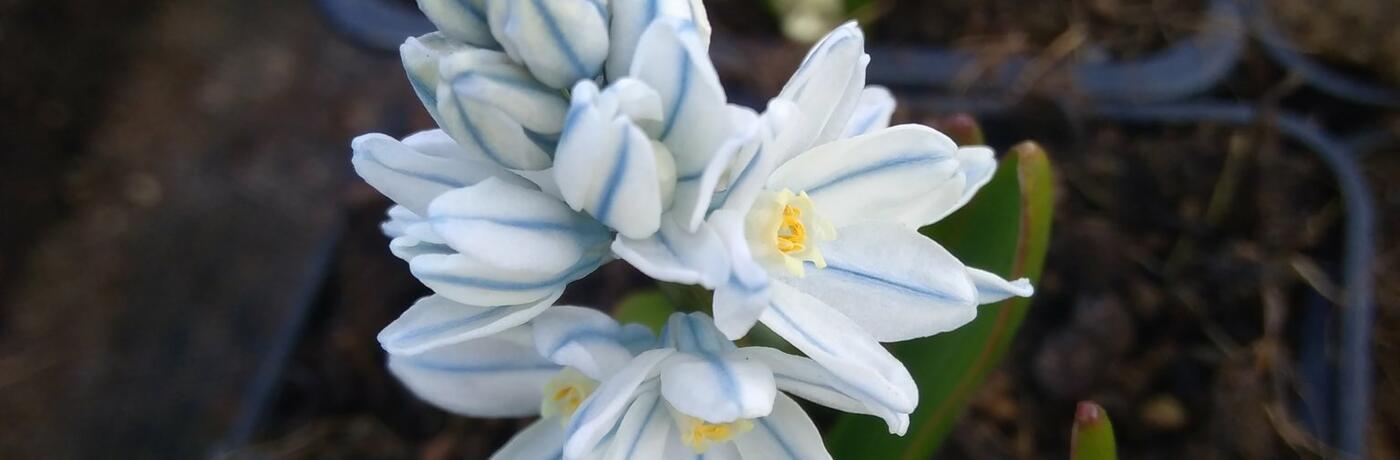 Puschkinia scilloides var libanotica