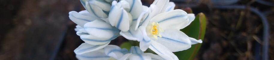 Puschkinia scilloides var libanotica