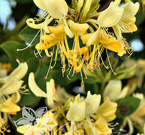 Zimolez ovíjivý 'Graham Thomas' - Lonicera periclymenum 'Graham Thomas'