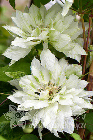 Plamének 'Yukiokoshi' - Clematis 'Yukiokoshi'