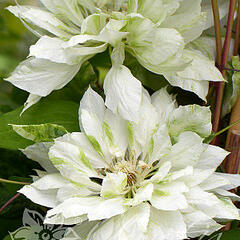 Plamének 'Yukiokoshi' - Clematis 'Yukiokoshi'