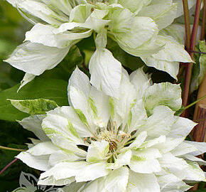 Plamének 'Yukiokoshi' - Clematis 'Yukiokoshi'