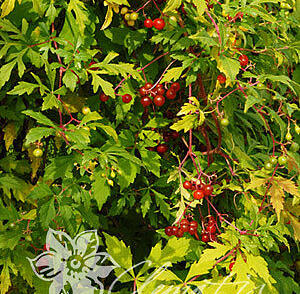 Révovník, loubinec omějolistý 'Seattle'