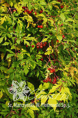 Révovník, loubinec omějolistý 'Seattle' - Ampelopsis aconitifolia 'Seattle'