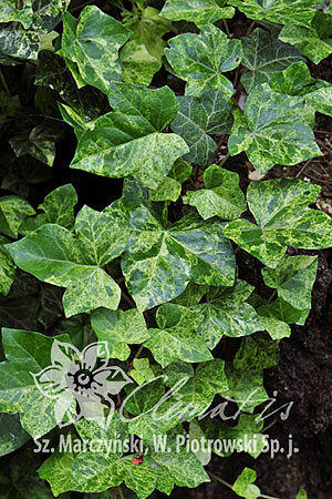 Břečťan popínavý 'Profesor Seneta' - Hedera helix 'Profesor Seneta'