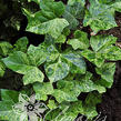 Břečťan popínavý 'Profesor Seneta' - Hedera helix 'Profesor Seneta'