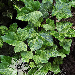 Břečťan popínavý 'Profesor Seneta' - Hedera helix 'Profesor Seneta'