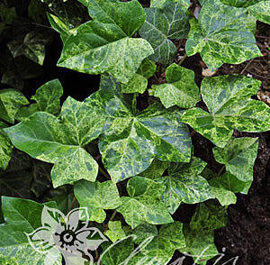 Břečťan popínavý 'Profesor Seneta'