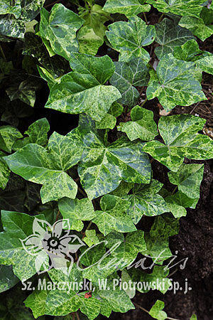 Břečťan popínavý 'Profesor Seneta' - Hedera helix 'Profesor Seneta'