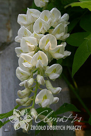 Vistárie americká 'Clara Mack' - Wisteria frutescens 'Clara Mack'