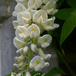 Vistárie americká 'Clara Mack' - Wisteria frutescens 'Clara Mack'