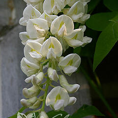 Vistárie americká 'Clara Mack' - Wisteria frutescens 'Clara Mack'