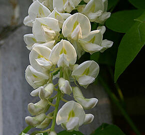Vistárie americká 'Clara Mack' - Wisteria frutescens 'Clara Mack'